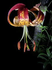 Lilium pardalinum