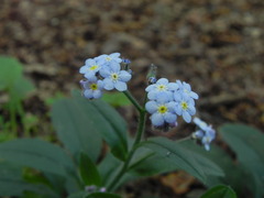 Myosotis sylvatica