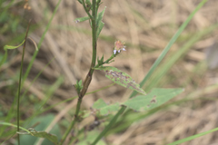 Symphyotrichum oolentangiense