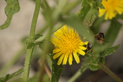 Helminthotheca echioides