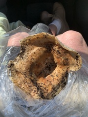 Lactarius psammicola