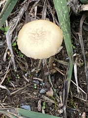 Agrocybe