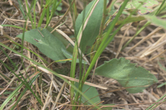 Symphyotrichum oolentangiense