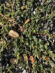 Tribulus terrestris