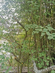 Amelanchier spicata