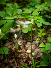 Allium tricoccum