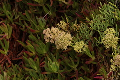 Crithmum maritimum