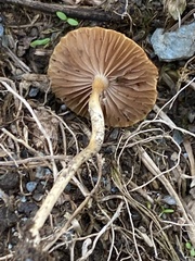 Agrocybe