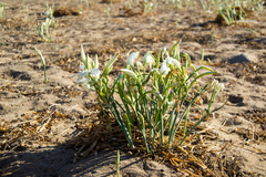 Pancratium maritimum