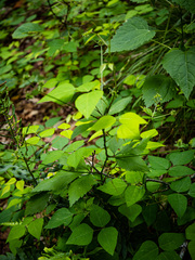 Sanicula canadensis