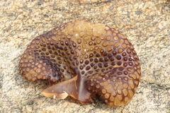 Saccorhiza polyschides