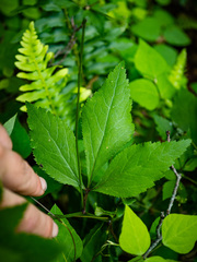 Sanicula canadensis