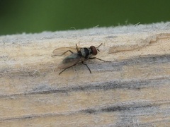 Anthomyia