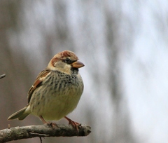 Passer hispaniolensis
