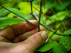 Sanicula canadensis
