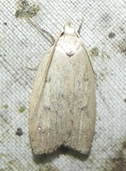 Machimia tentoriferella