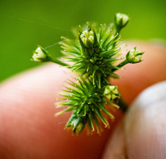 Sanicula canadensis