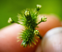 Sanicula canadensis