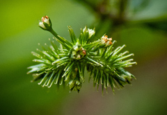 Sanicula canadensis