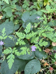 Geranium robertianum