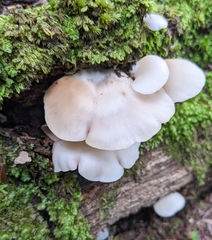 Pleurotus