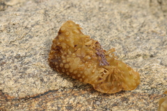 Saccorhiza polyschides