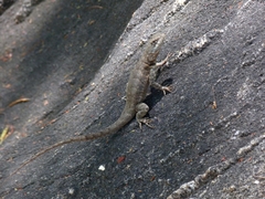 Tropidurus