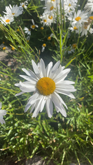 Leucanthemum maximum