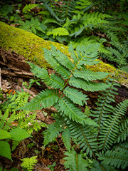 Dryopteris goldieana
