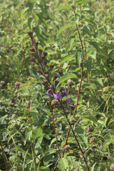 Liatris ligulistylis