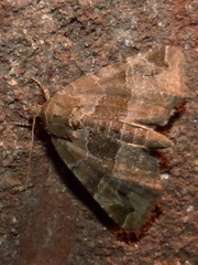 Niphonyx segregata