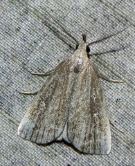 Macrochilo orciferalis