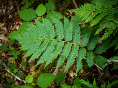 Dryopteris goldieana