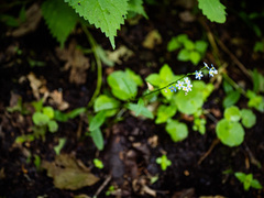 Myosotis scorpioides