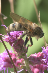 Promachus vertebratus