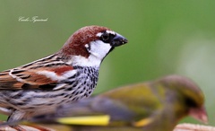 Passer hispaniolensis