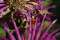 Bombus huntii