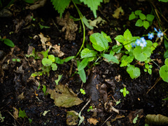 Myosotis scorpioides