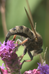 Promachus vertebratus