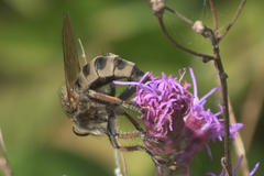 Promachus vertebratus