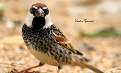 Passer hispaniolensis