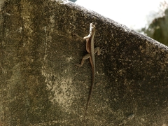 Tropidurus jaguaribanus