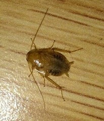 Ectobius pallidus