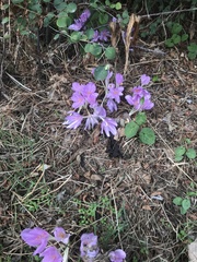 Colchicum autumnale