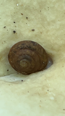 Discus rotundatus