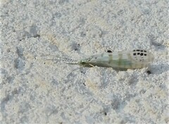 Nectopsyche exquisita