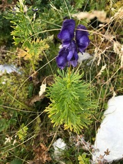 Aconitum tauricum