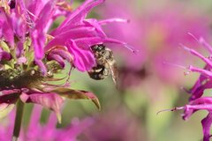 Anthophora terminalis
