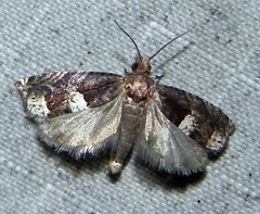 Eucosma parmatana