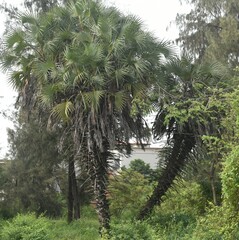 Trachycarpus fortunei